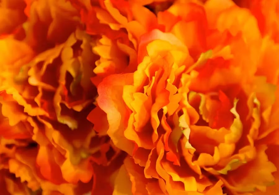 ORANGE FLOWERS: ENTHUSIASM & SUCCESS