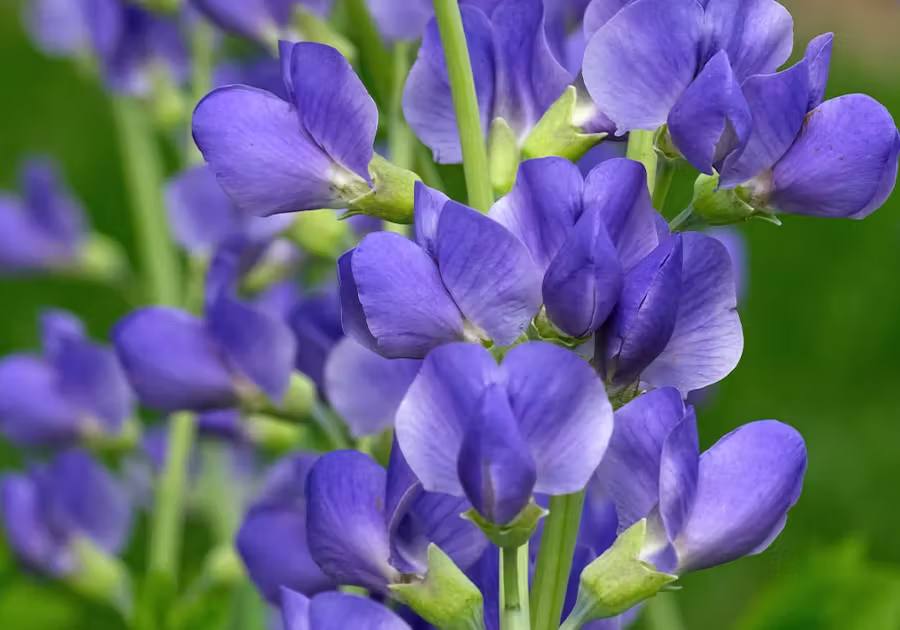 INDIGO FLOWERS: WISDOM & INTEGRITY