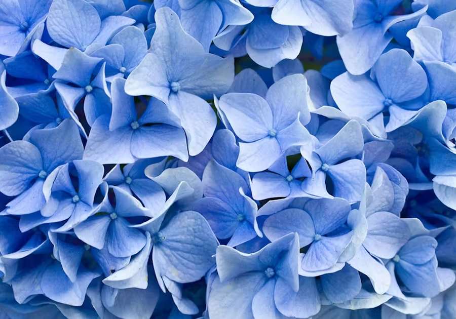 BLUE FLOWERS: PEACE & TRANQUILITY