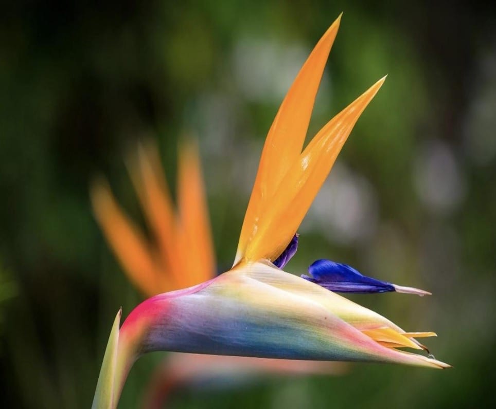 Bird of Paradise 