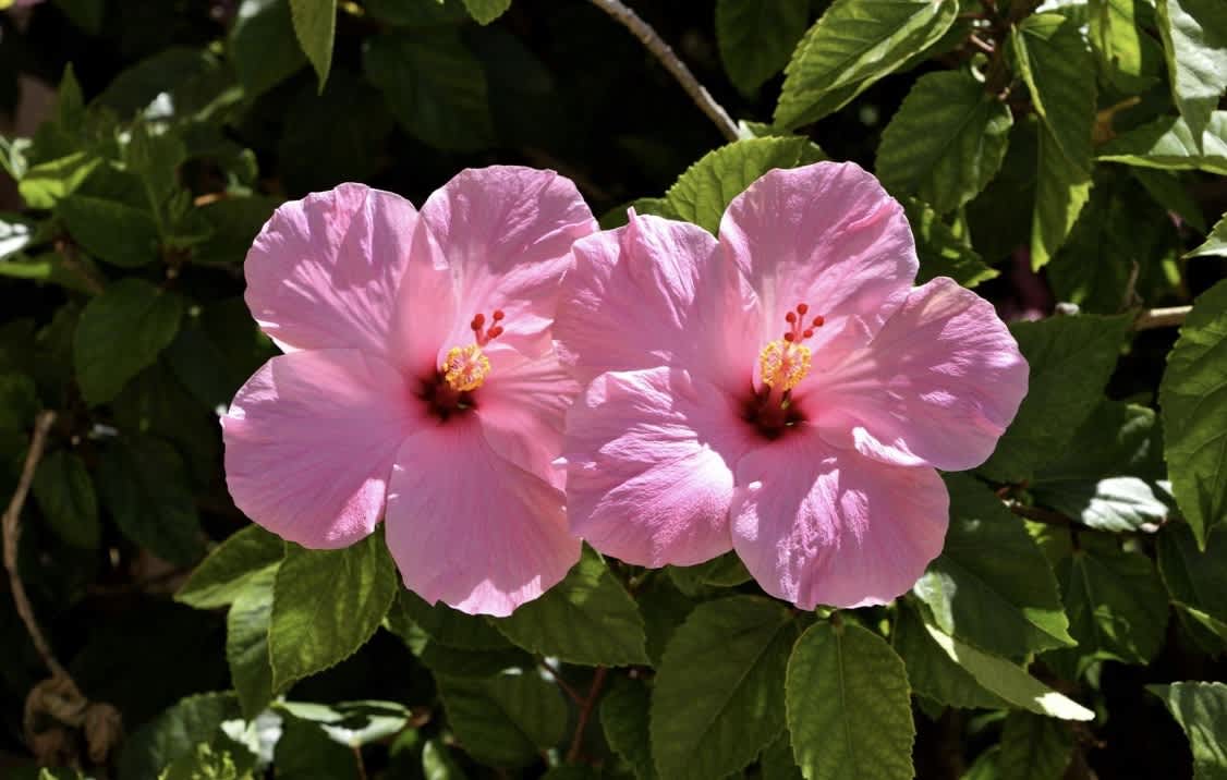 Hibiscus