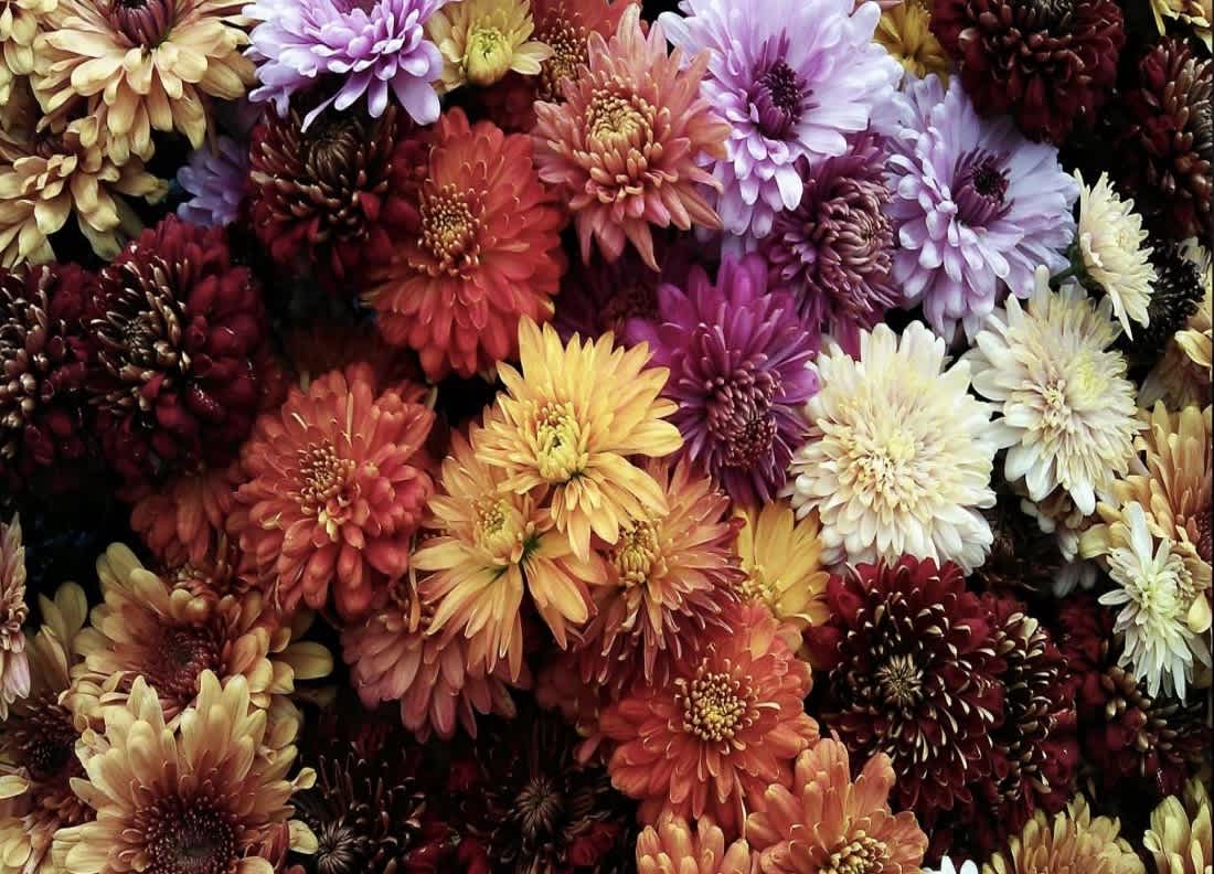 Chrysanthemum