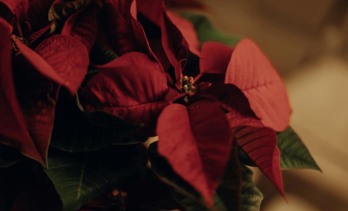 Poinsettia