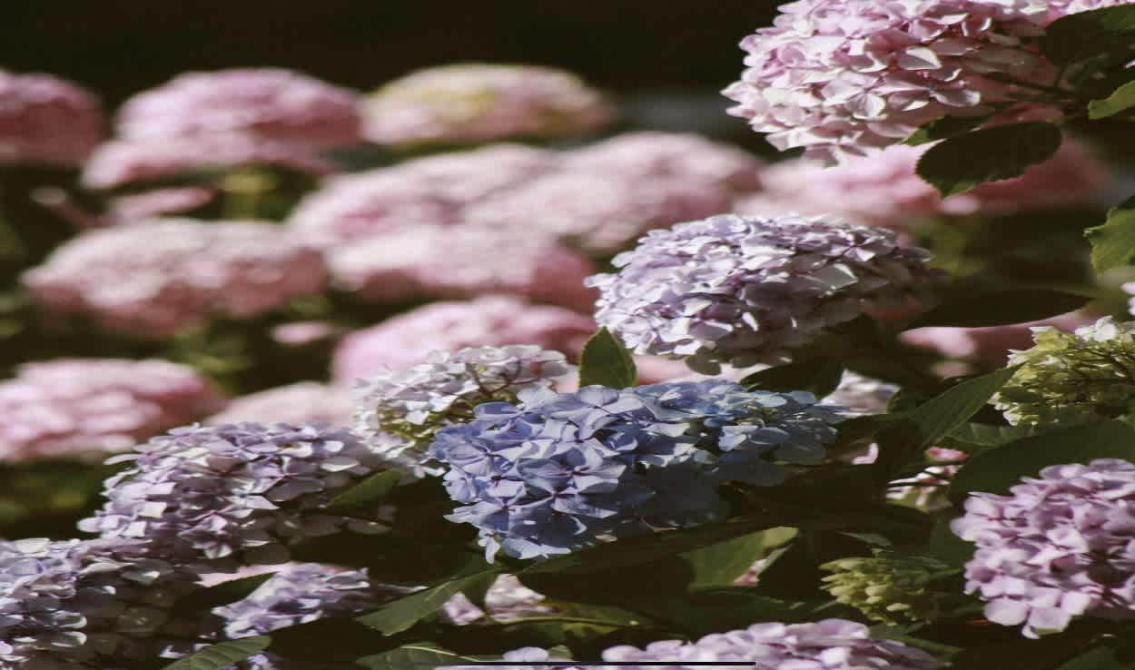 Hydrangea