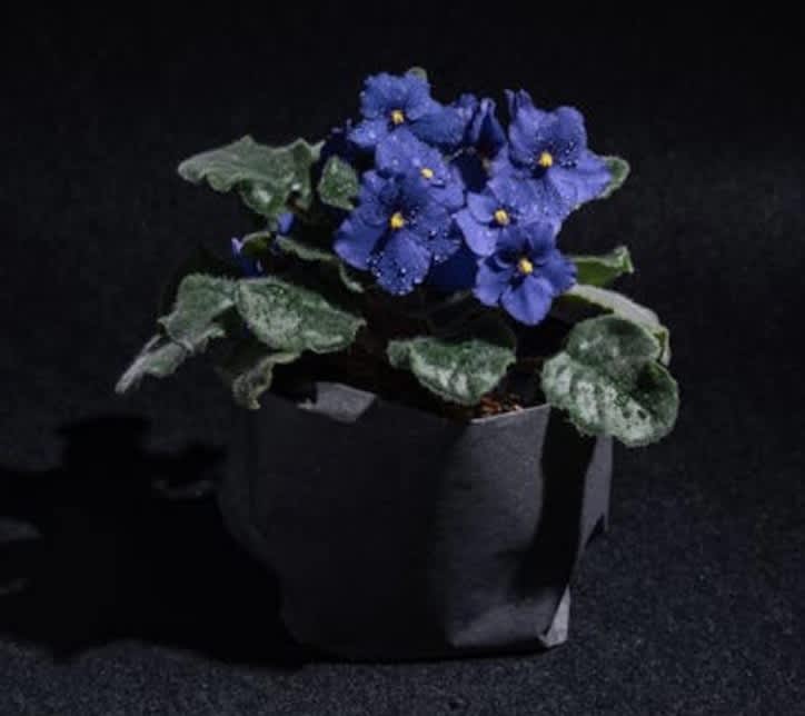 African Violet