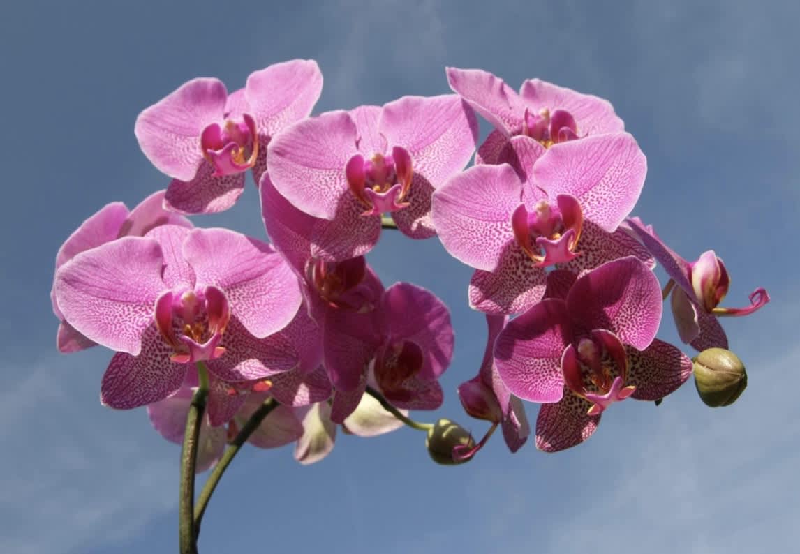 Orchid
