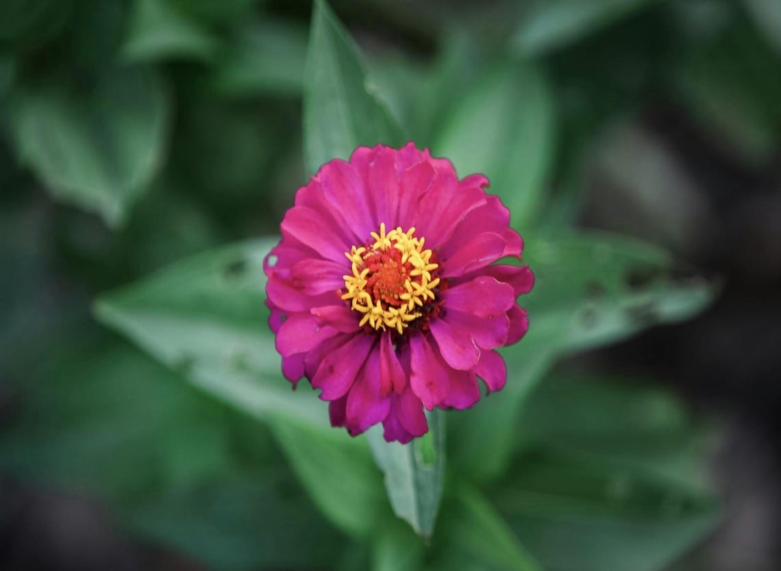 Zinnia 
