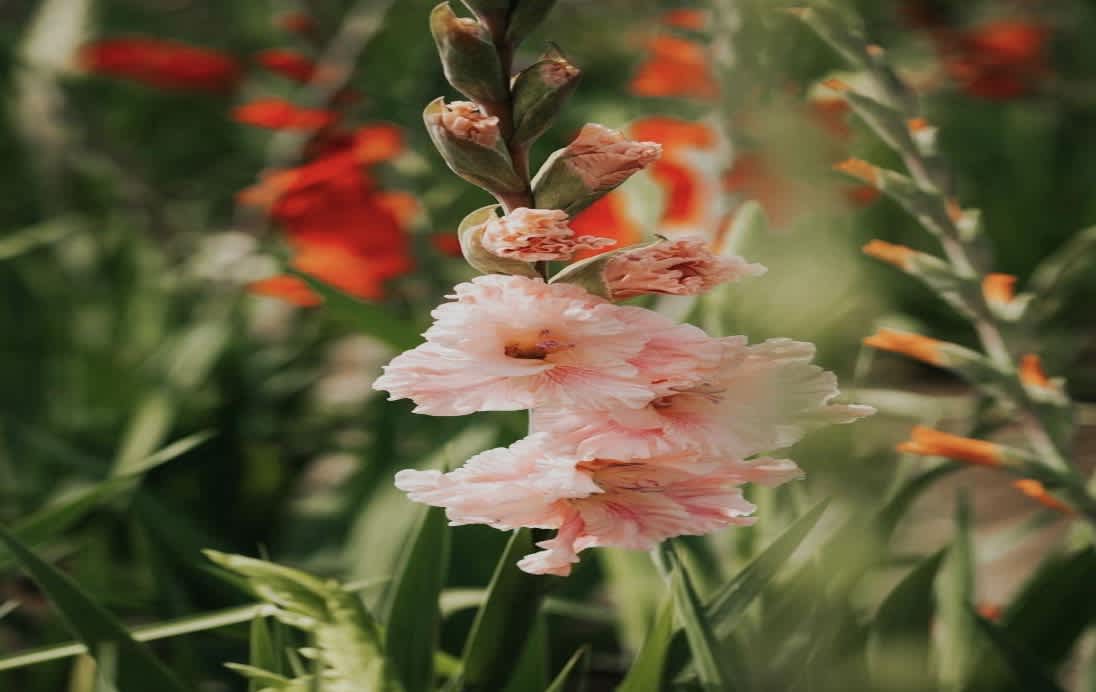 Gladiolus