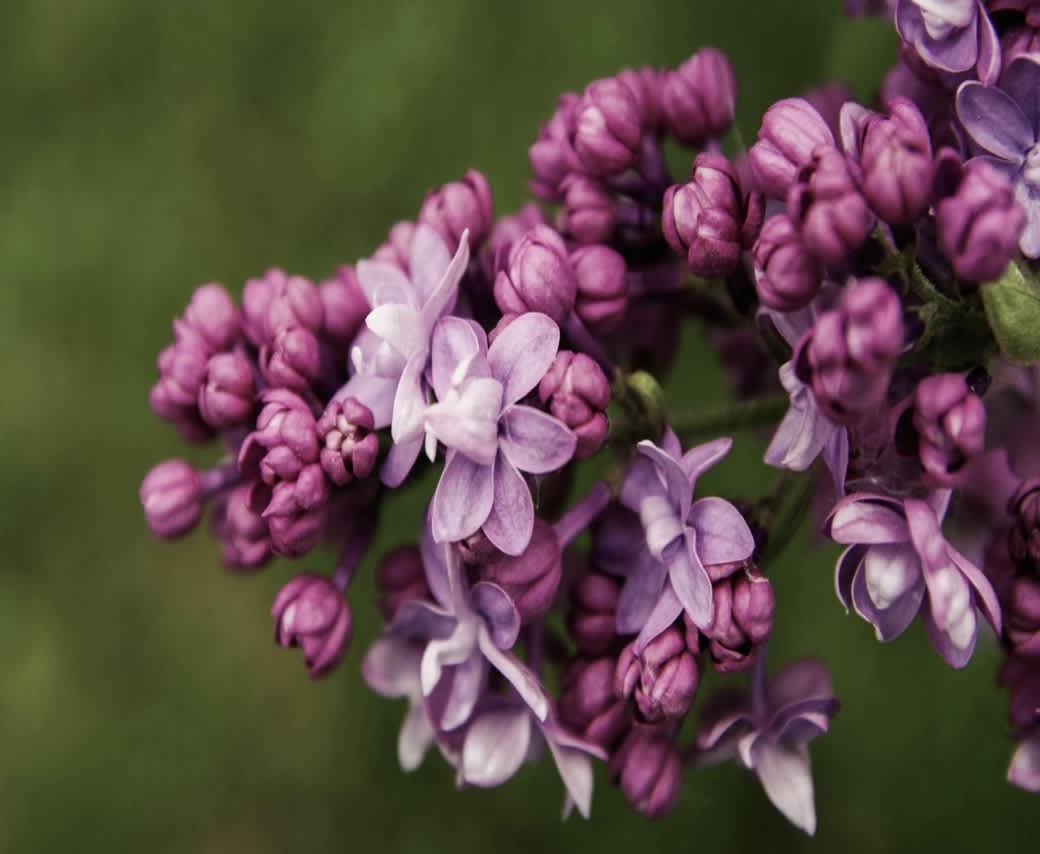 Lilac