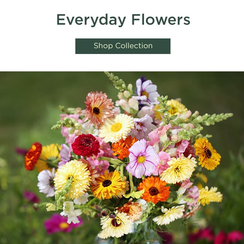 Everyday Flowers