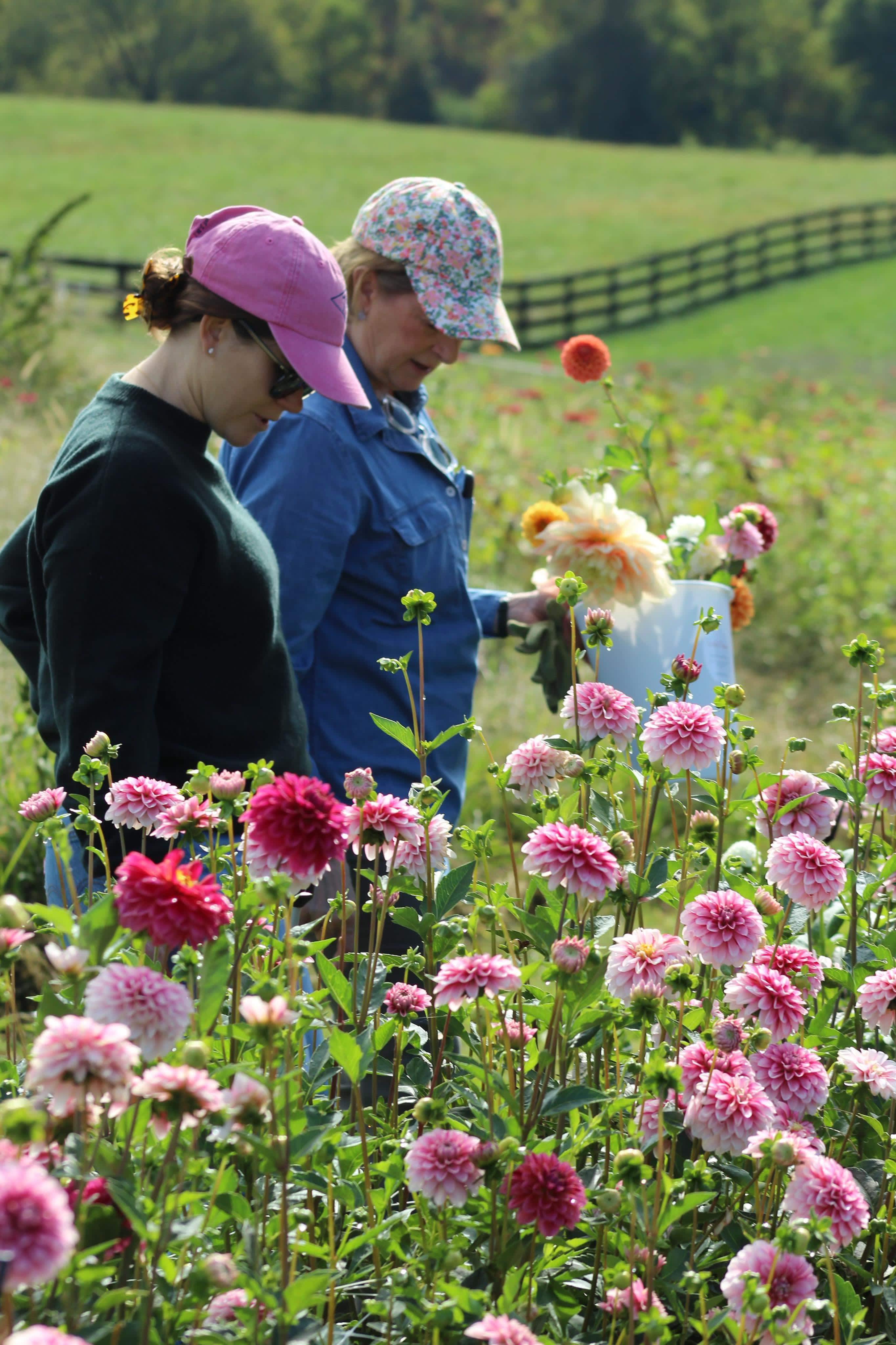 Dahlia U-pick Farm Site Events