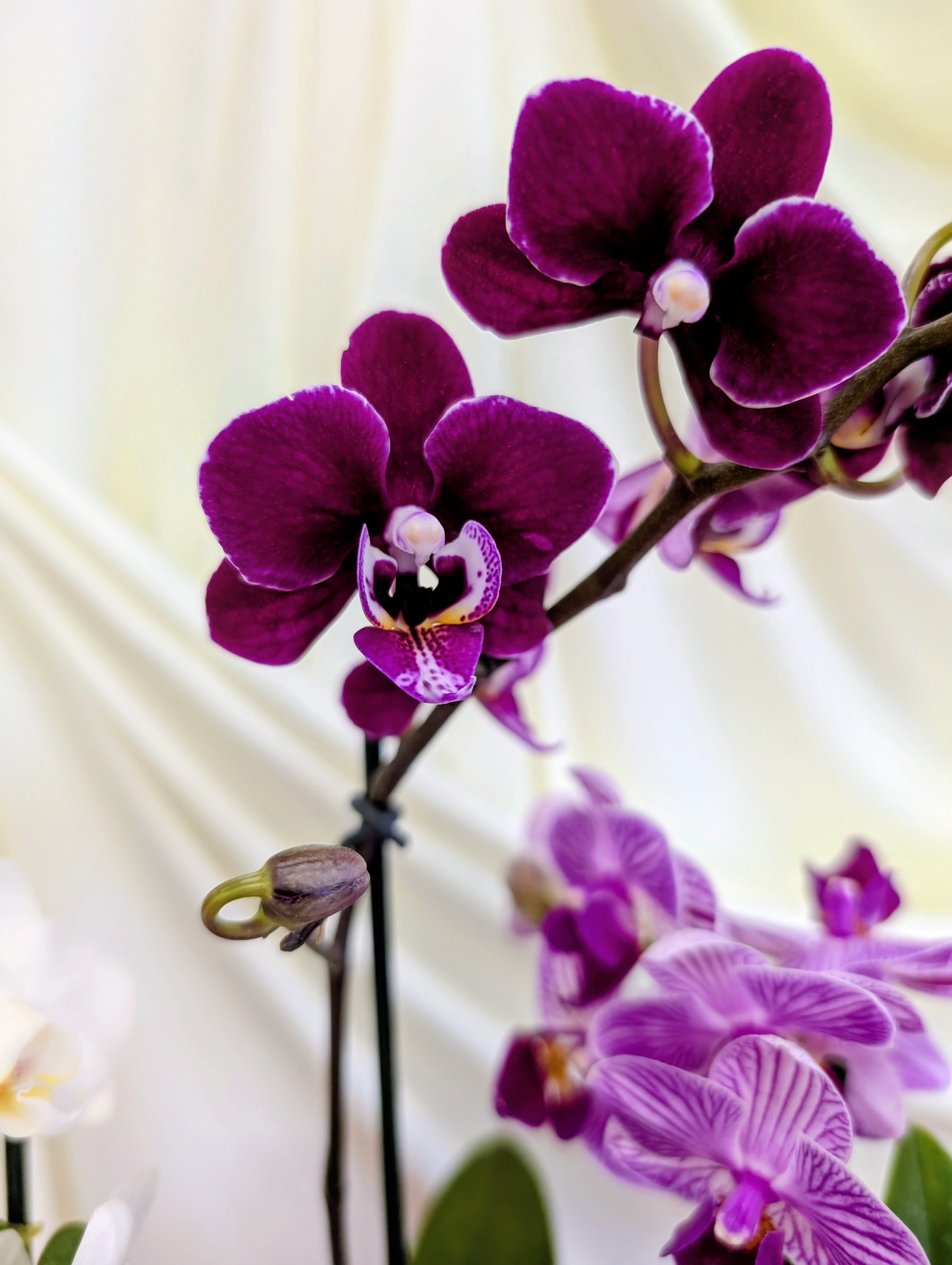 Why Your Reviews are the "Magic" in Our Flower Shop