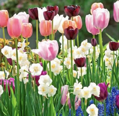 5 Flowers That Tell Us Spring Has Arrived