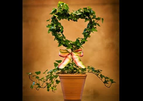 European Gardens and Plants