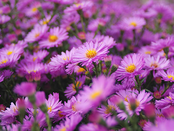 September Flower of the Month: Aster
