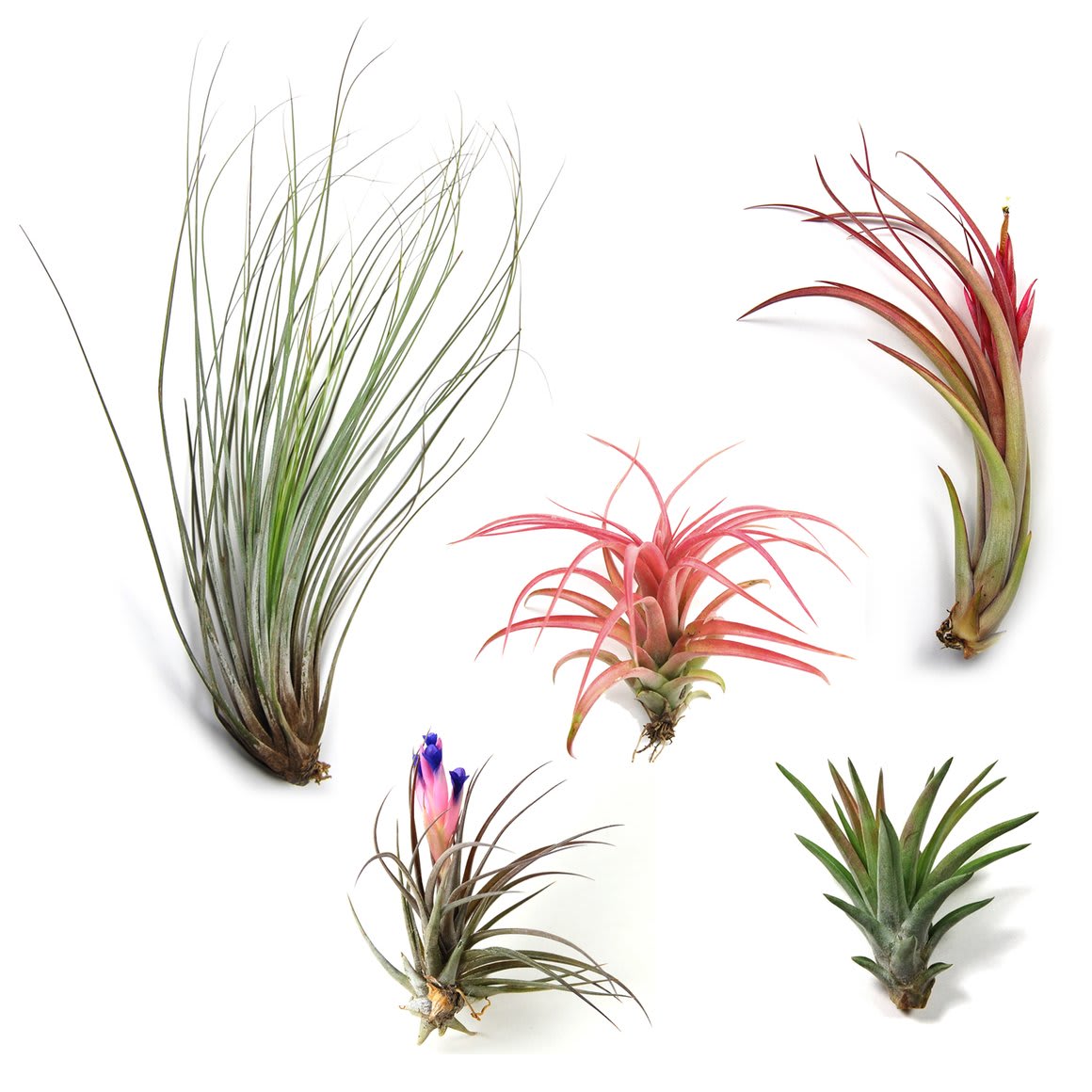 Air Plants