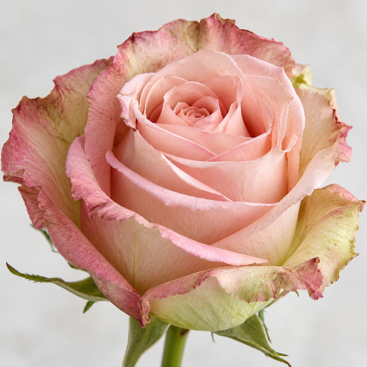 Why Do My Roses Look Rough Around The Edges?