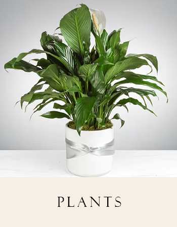 Plants