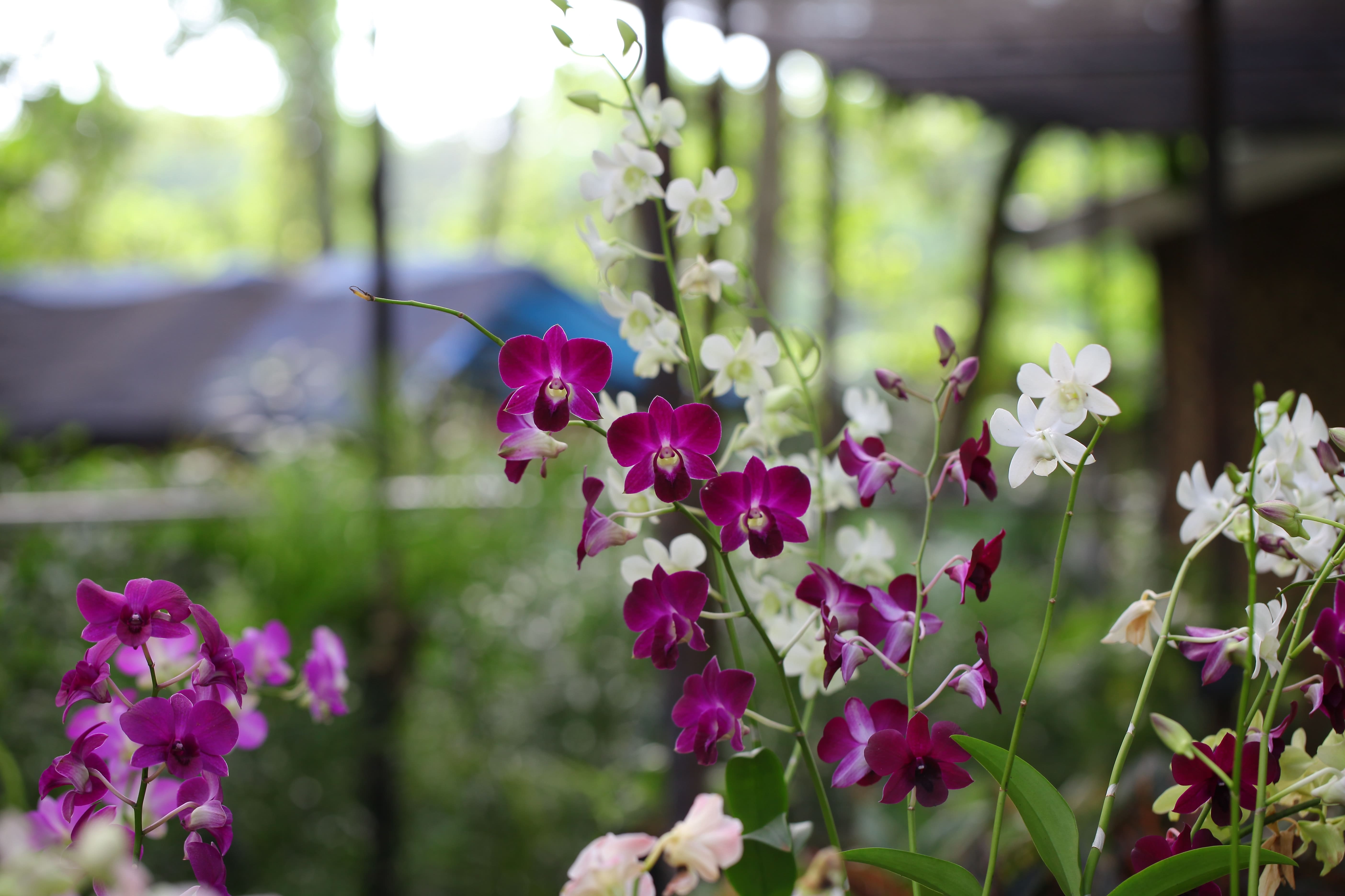 Flowers By Seasons: What’s Available This July? 