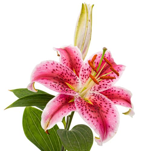 NH Lilies Are Starting To Bloom!