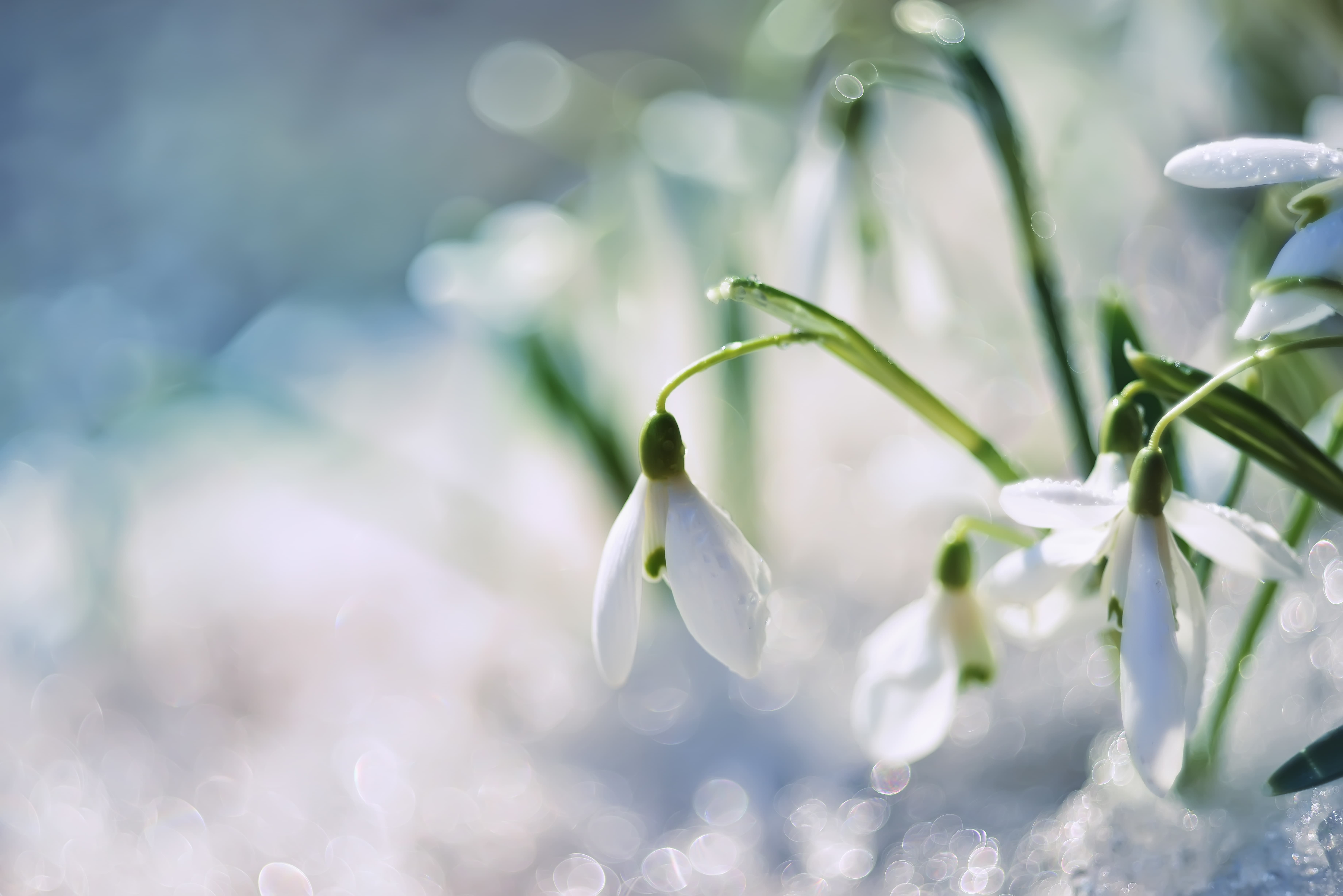 Carnations and Snowdrops: Flowers of the Month