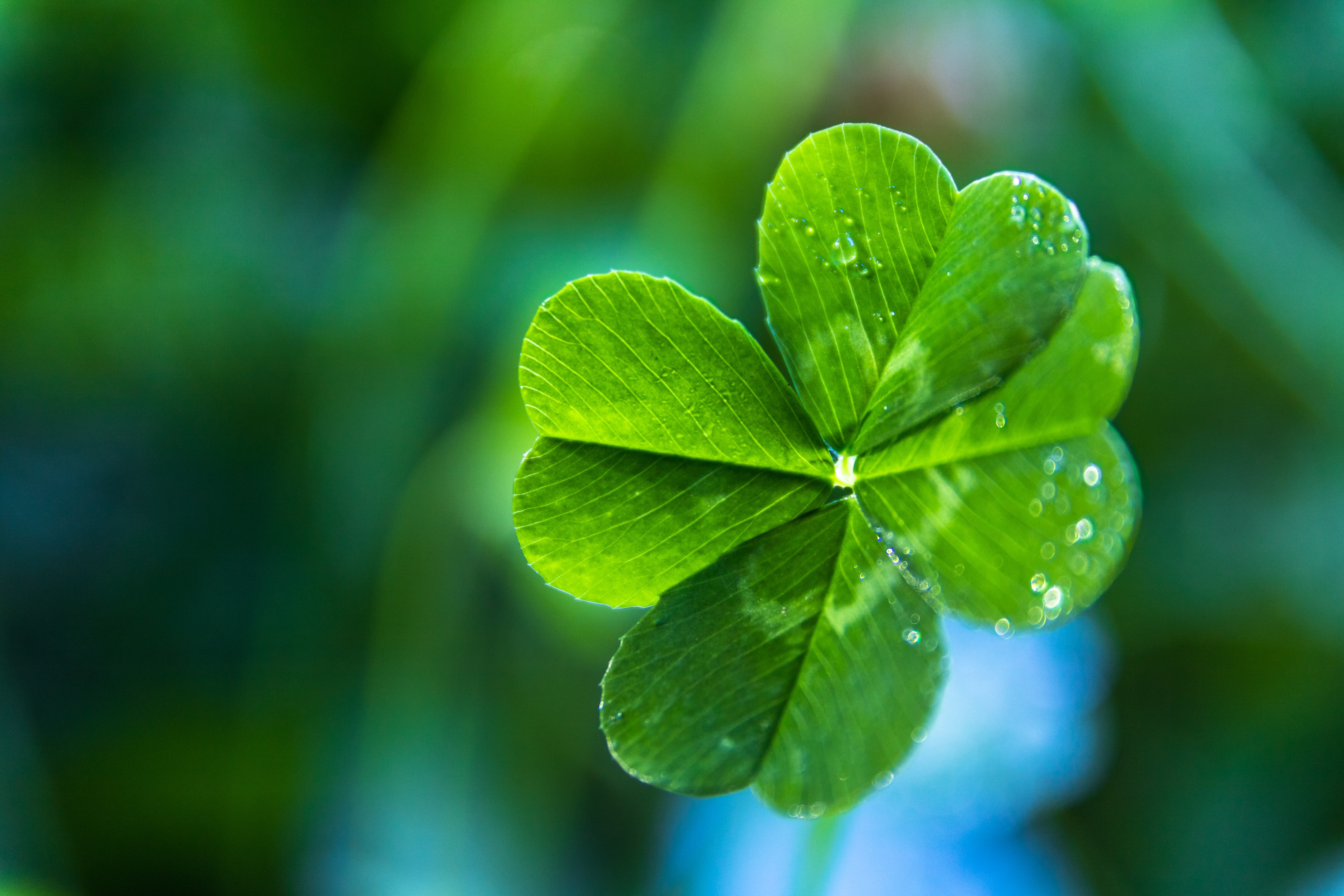 Sending Luck With Your Florist in Hampton NH
