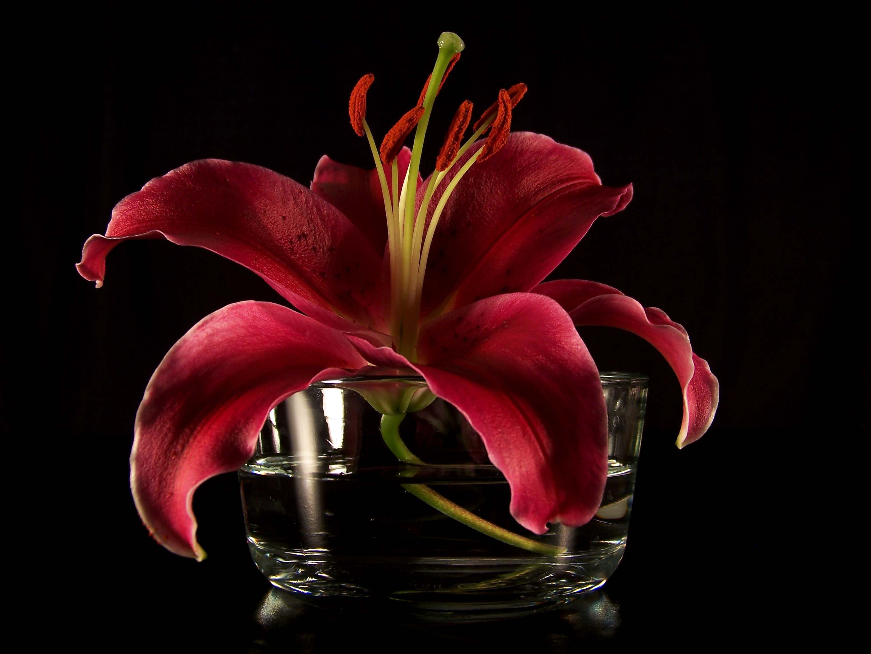 Why Lilies Make the Perfect Valentine’s Gift