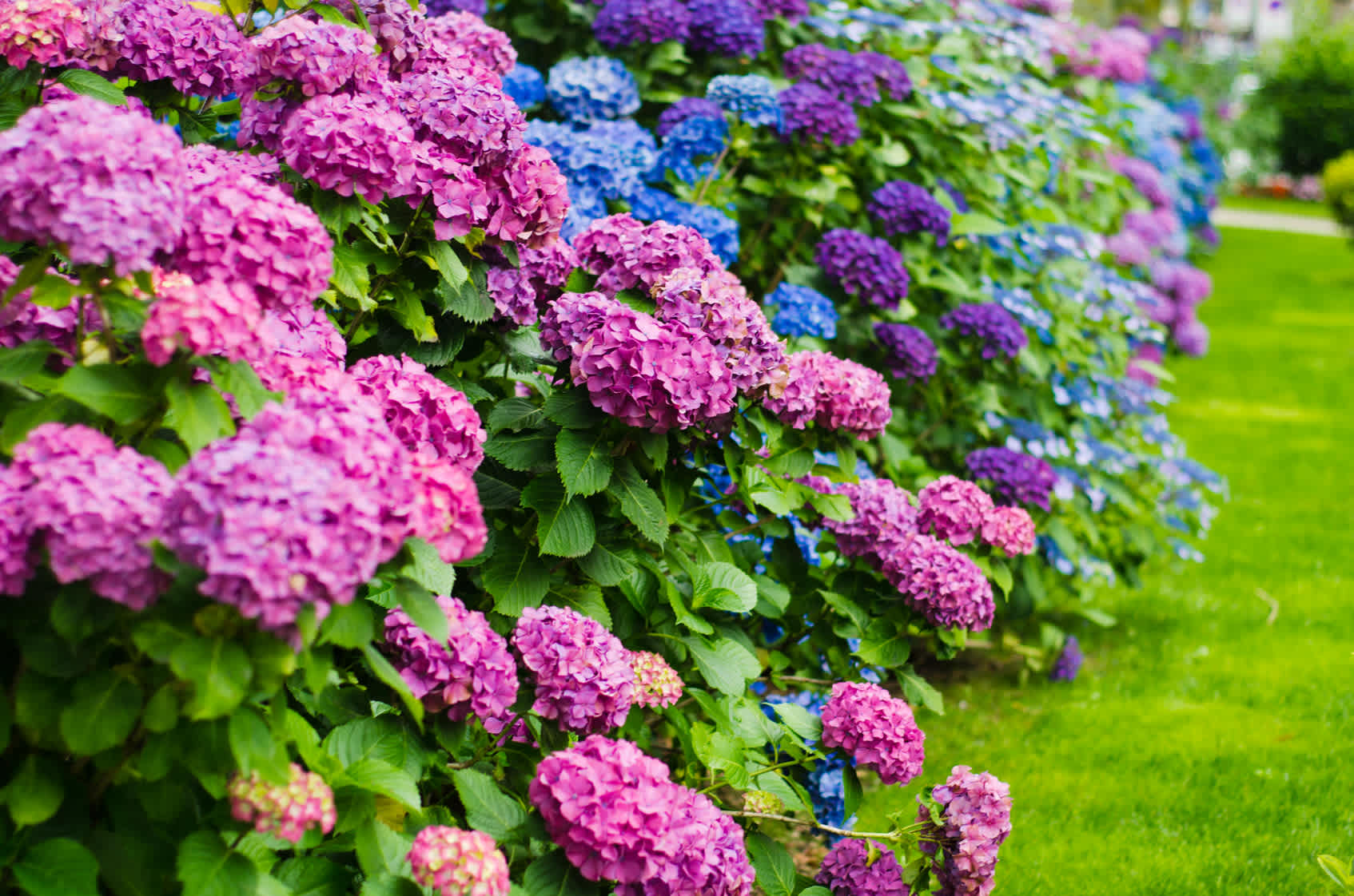 Hydrangeas: Awesome Gift, but How Do You Keep The