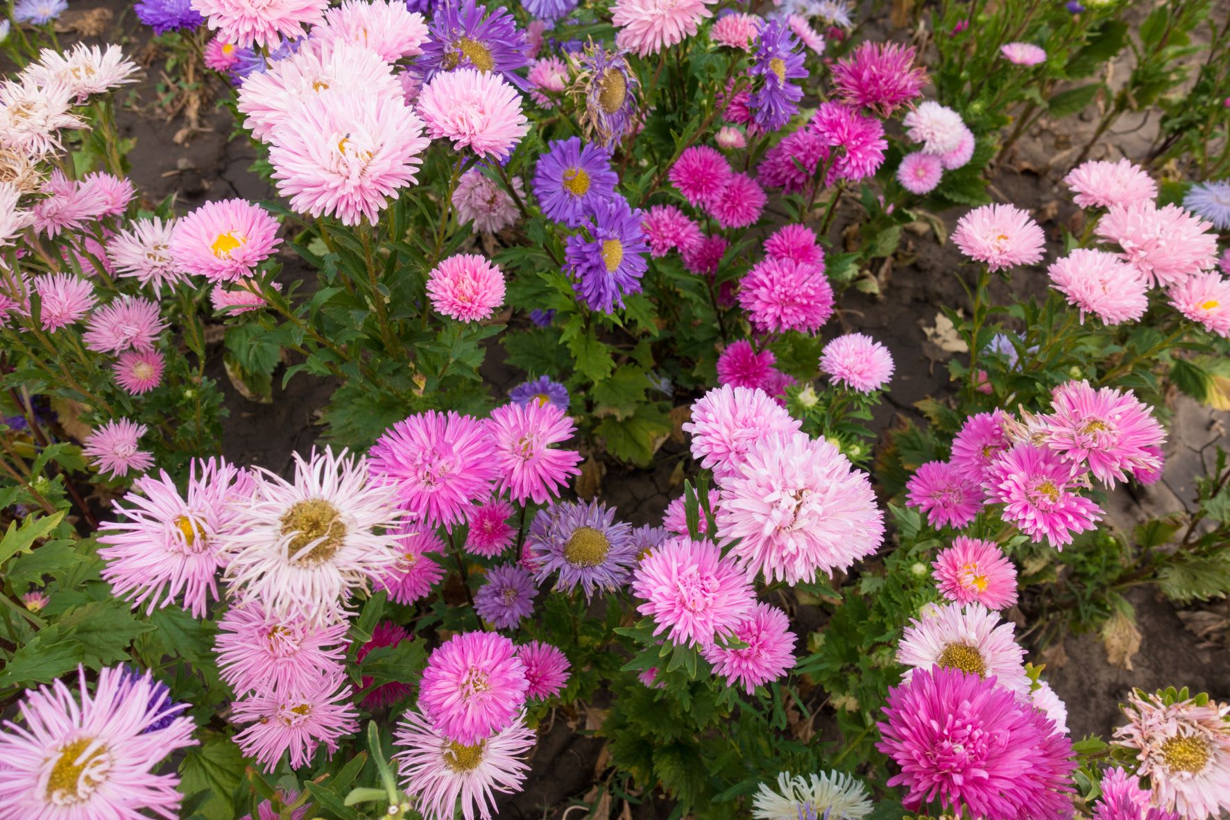 September Birth Flower: The Aster