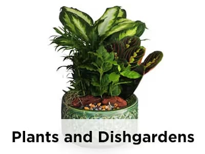 Plants and Dishgardens