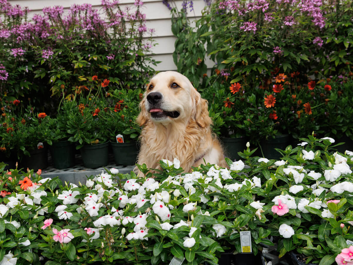 Garden Center