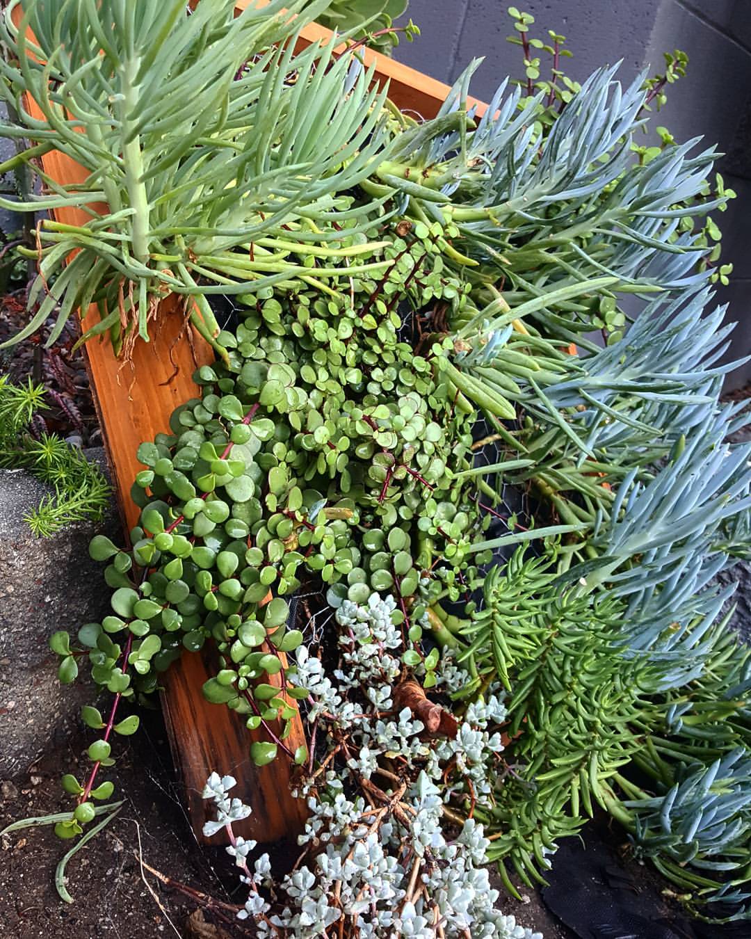 DIY Garden Succulent Planter