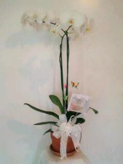 How to improve on Mother Nature -- November 15, 2015