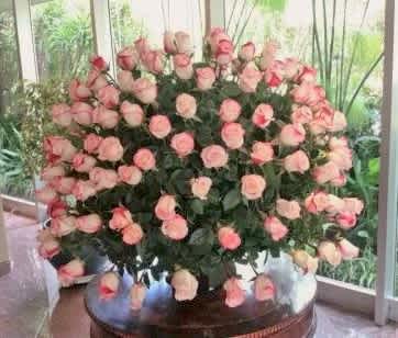 Ecuador, the Rose Growing Capital of the World