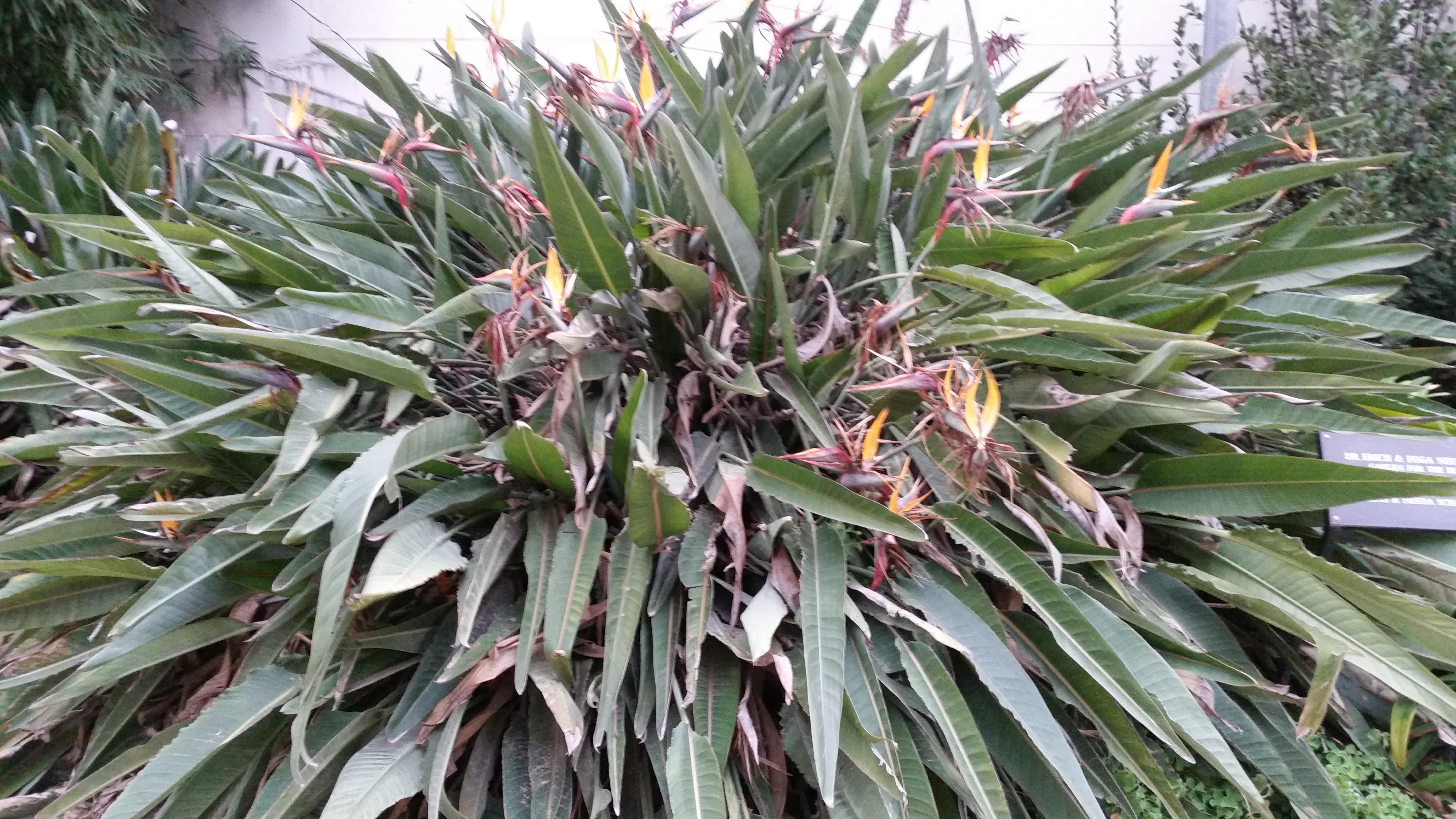 Real live Birds of Paradise