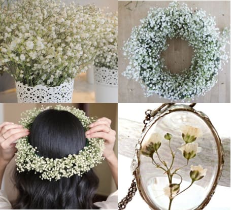  Baby’s Breath Flowers and their unique uses