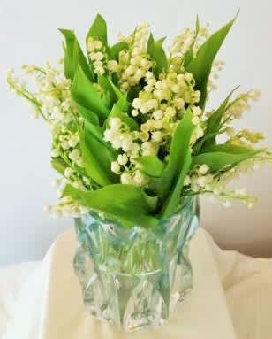 Lily of the Valley