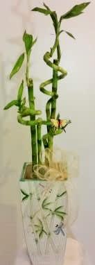 Lucky Bamboo