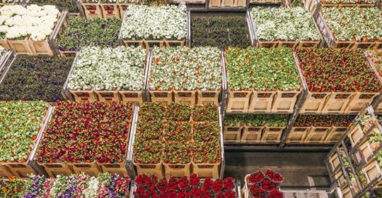 Brexit's impact on flower prices