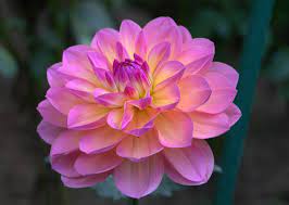 Dahlias The Late Bloomers of Summer