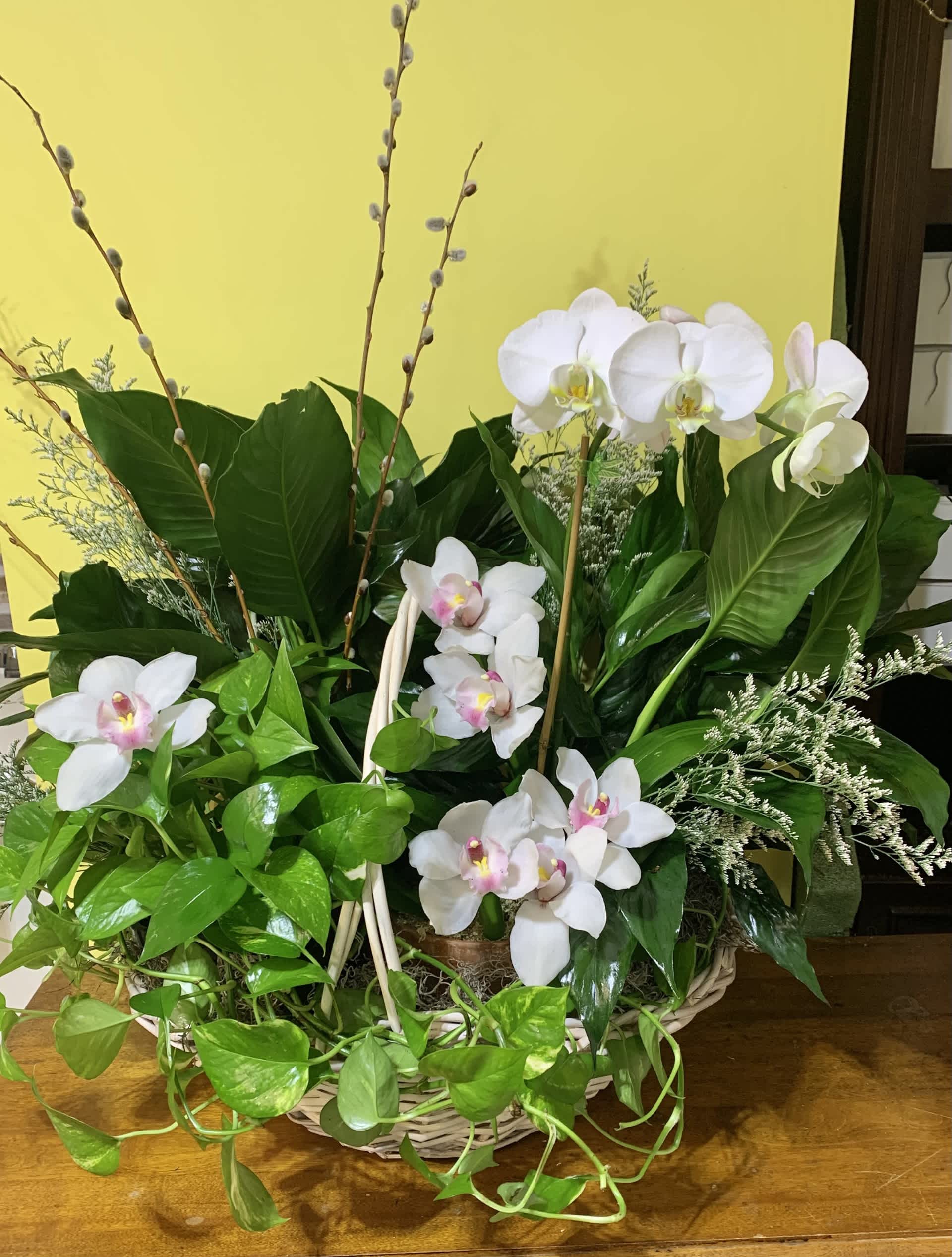 Indoor Plants: The Perfect Gift for Every Occasion