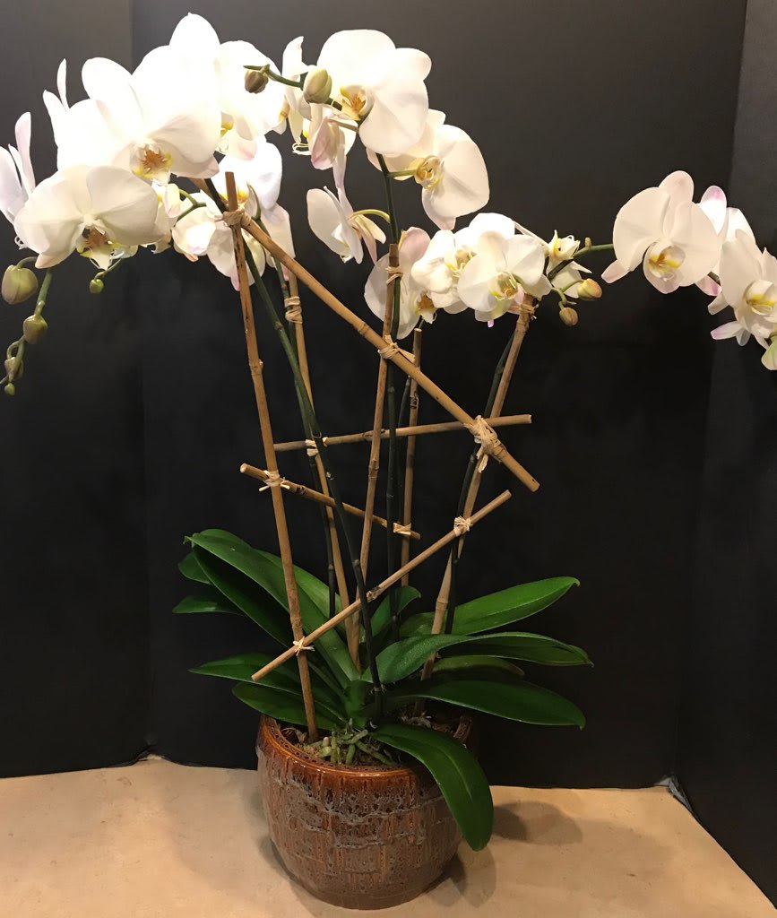PHALAENOPSIS OR MOTH ORCHID CARE
