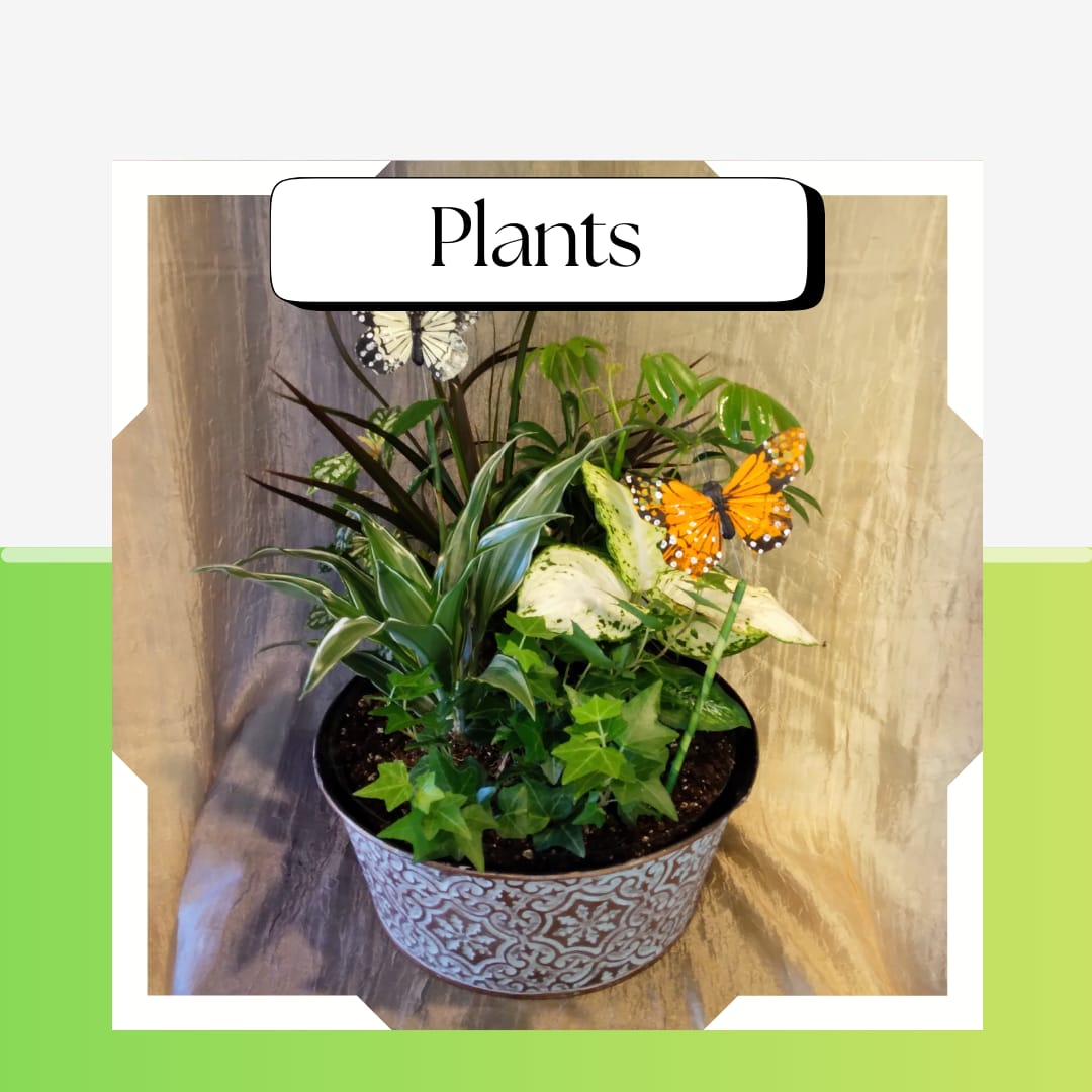 Plants