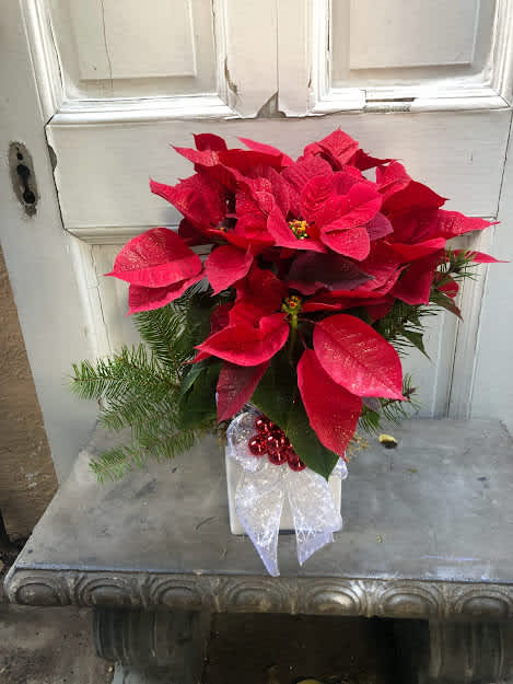 ​The Fascinating History of Poinsettia Plants