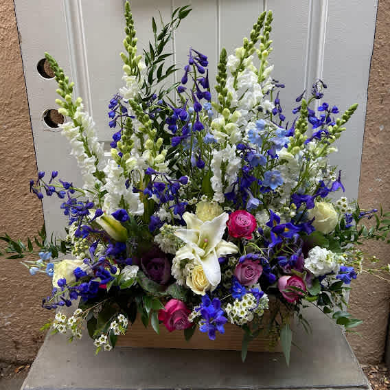 Embrace the Beauty of Delphinium and Larkspur 