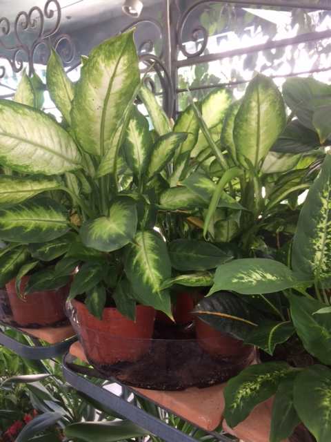 Your Tropical Houseplants and You - Light/Temp