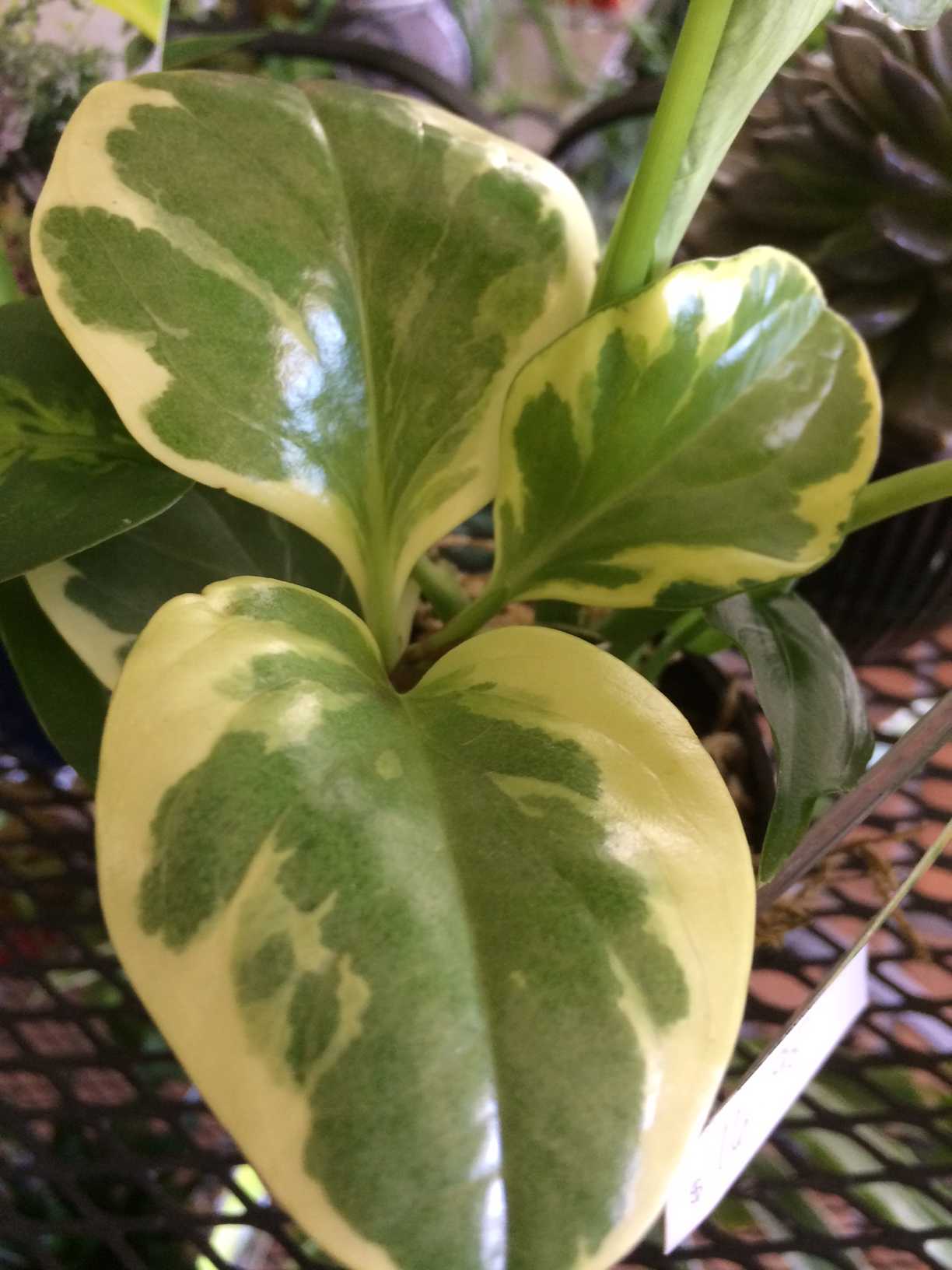 Your Tropical Houseplants and You -Waterning