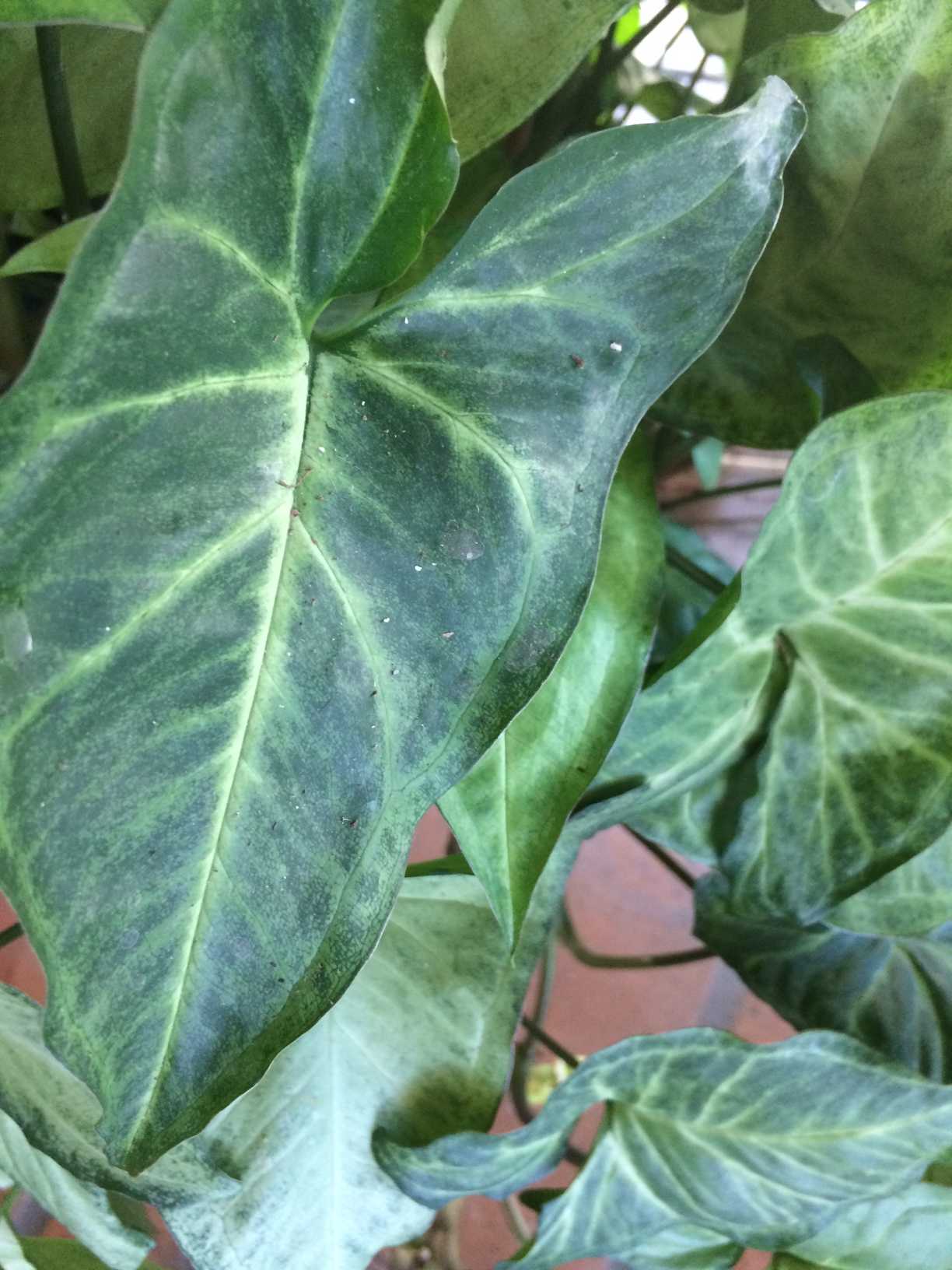 Your Tropical Houseplants and You – Feeding