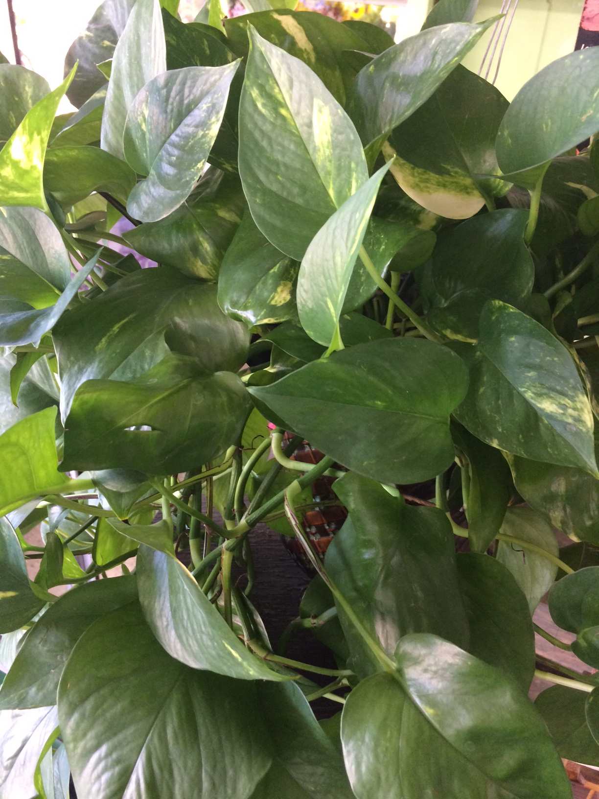 Your Tropical Houseplants and You - Repotting/Maint 