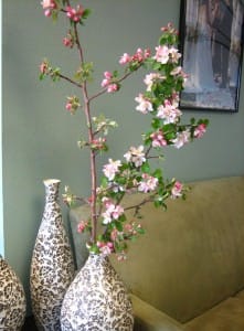 appleblossom